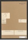 Diatomeae indet. (de-Toni-Nr.: Species 1860 ?) Zeichnungen Sammlung Grunow Nr. 3730 (NHMW-BOT-W0371370)